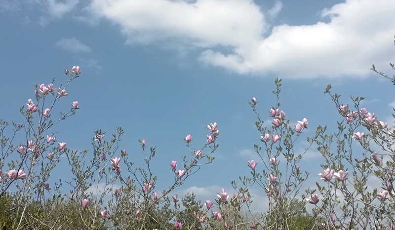 "Қар жауып, ауа температурасы күрт төмендейді": Синоптиктер ауа райы болжамын жариялады