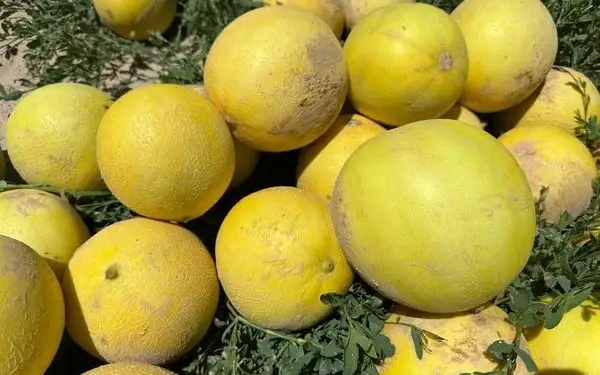 Жетісайда қауын пісті