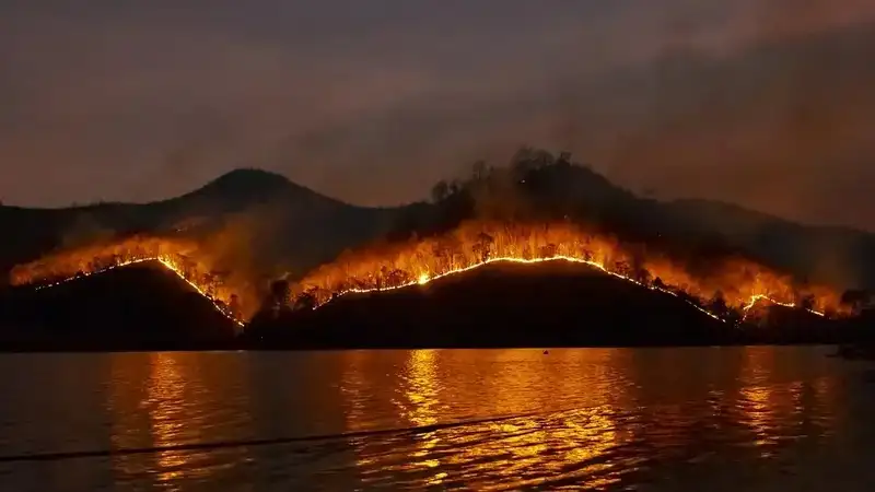 Жамбыл облысында орман алқабы өртенді