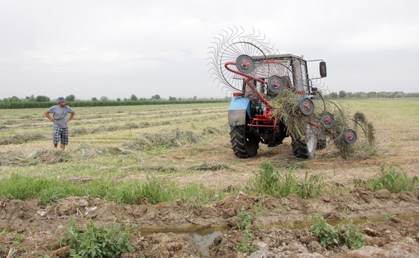 Шенеуніктер шегірткемен күресу үшін Қазақстанның аймақтарына шықты