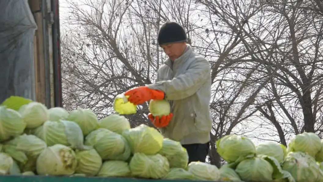 Келесте қырыққабат пісті