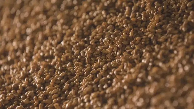 Қазақстан астығы экспортының көлемі шамамен 50 пайызға артты