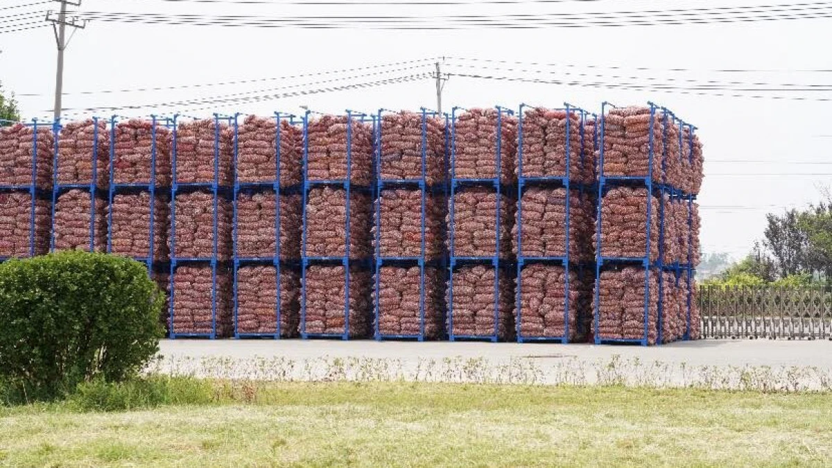 Түркістанда сарымсақтан түрлі дәрумен өндіретін кәсіпорын салынуы мүмкін