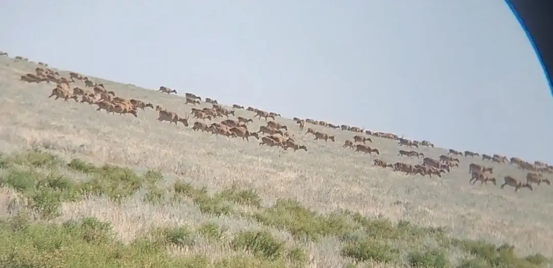 Киік аулау кімдерге рұқсат етілмек