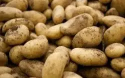 Қазақстанда күзге қарай картоп арзандауы мүмкін