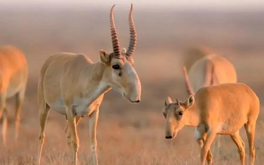 Өзбекстан Қазақстаннан 500 киік алу бойынша келіссөз жүргізіп жатыр