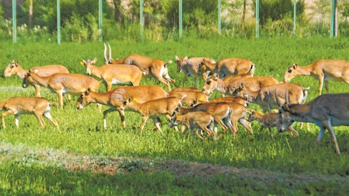 Киік еті тауық етінен арзан бола ма — министр жауабы