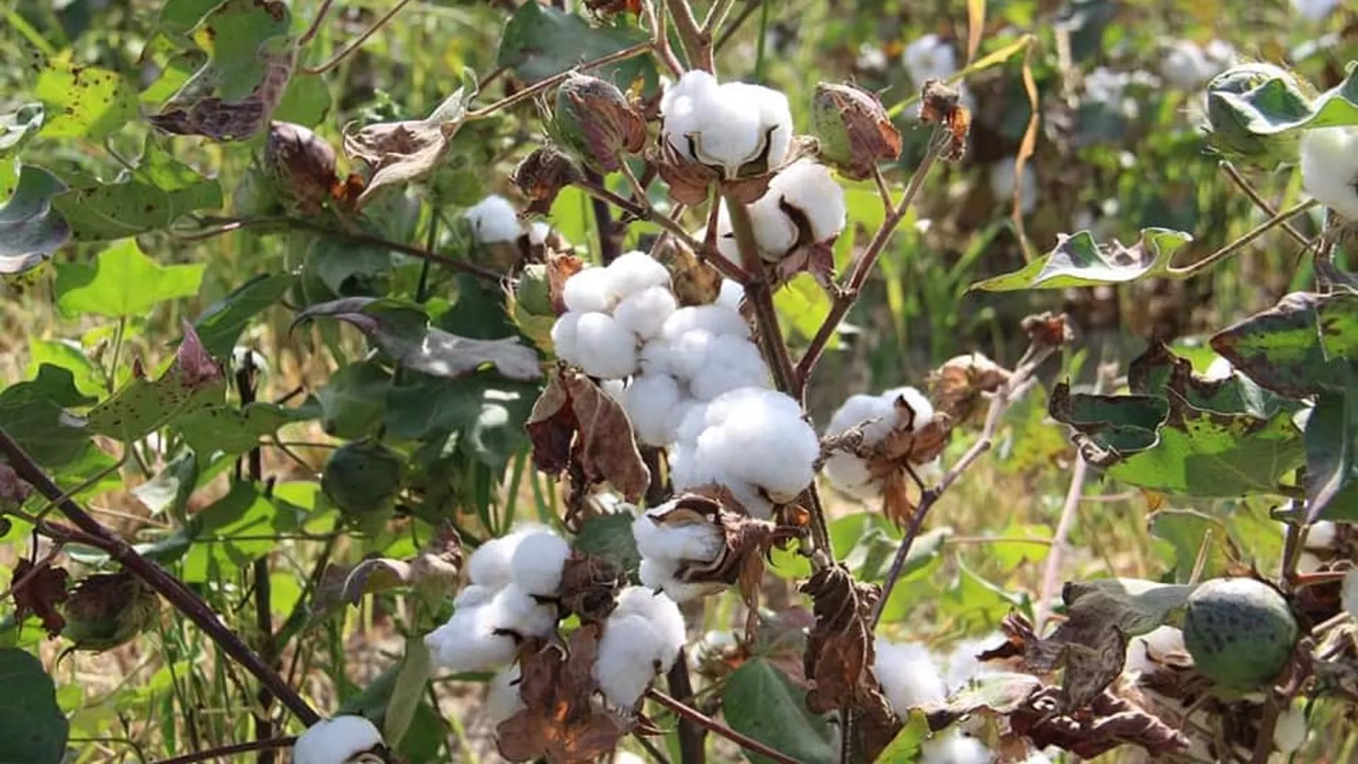 Мақта күйіп барады: Түркістан облысында диқандар дабыл қақты