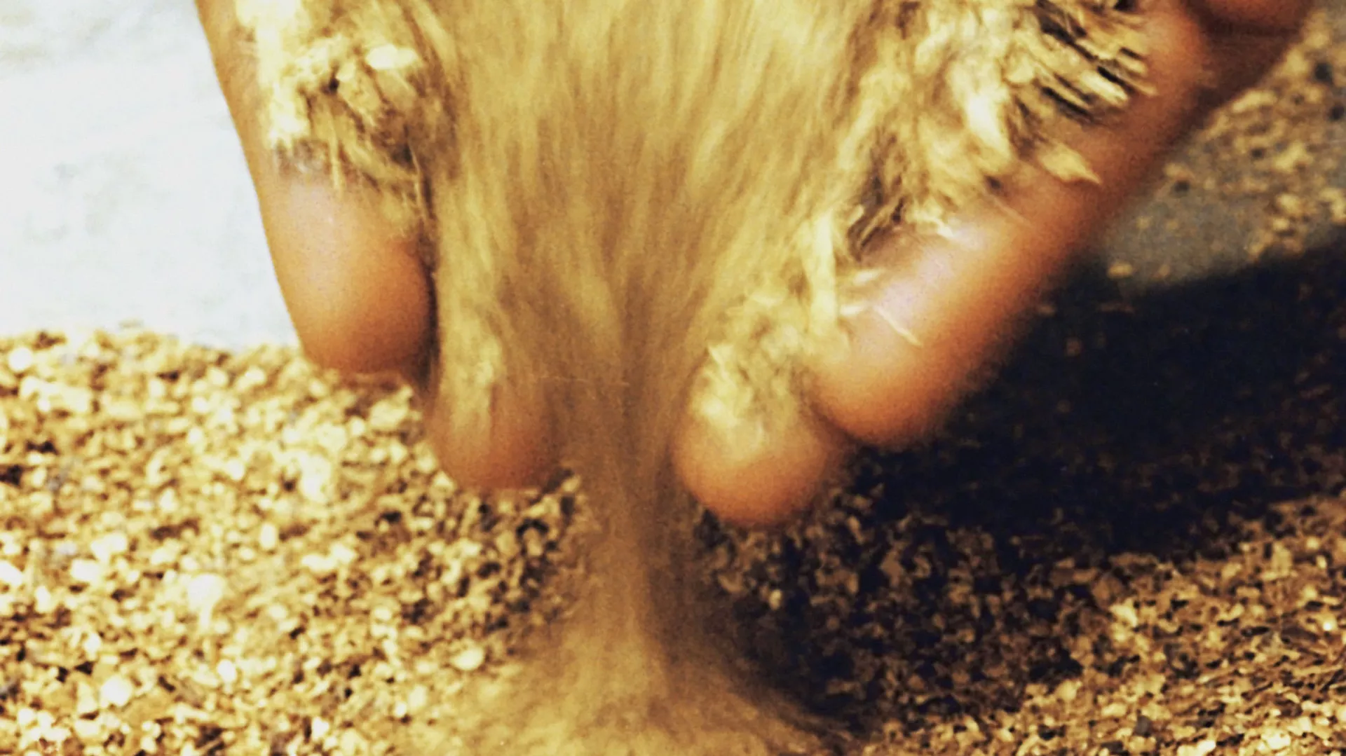 Ресей Қазақстаннан алтын импортын бір жарым есеге арттырды