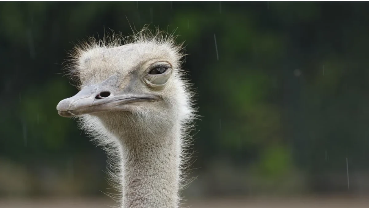 Канадада 400 түйеқұс "өлім жазасына кесілді"