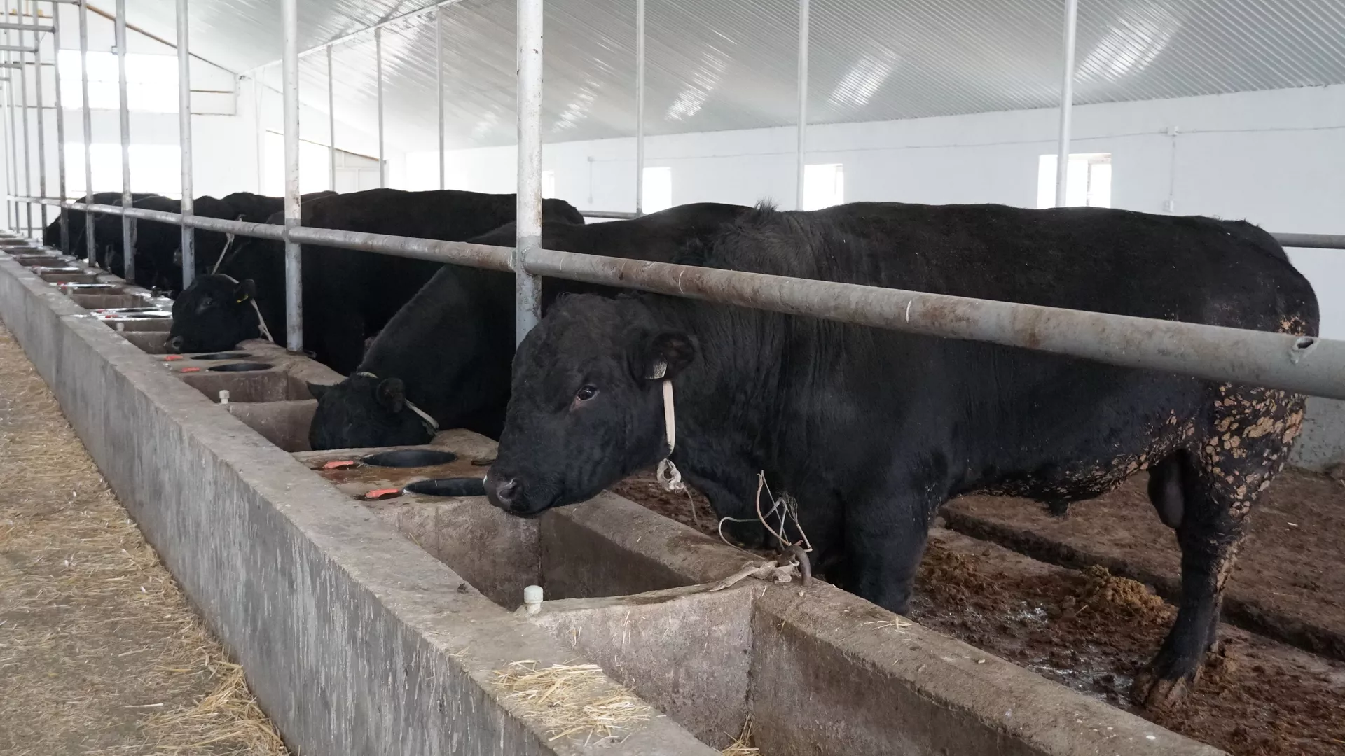 Мал бордақылайтындар 23 млрд теңге жеңілдетілген кредит сұрады