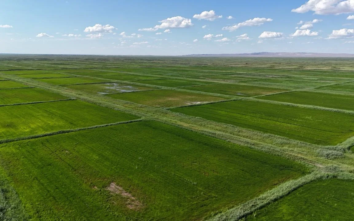 ШҚО-да бос жатқан 64 мың гектардан астам жер мемлекетке қайтарылды