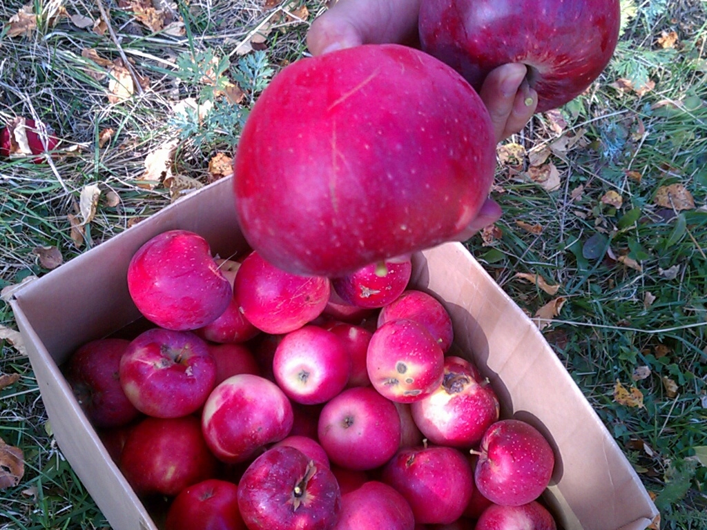 Fruit Art: Алматы облысында алып жидек орталығы ашылды