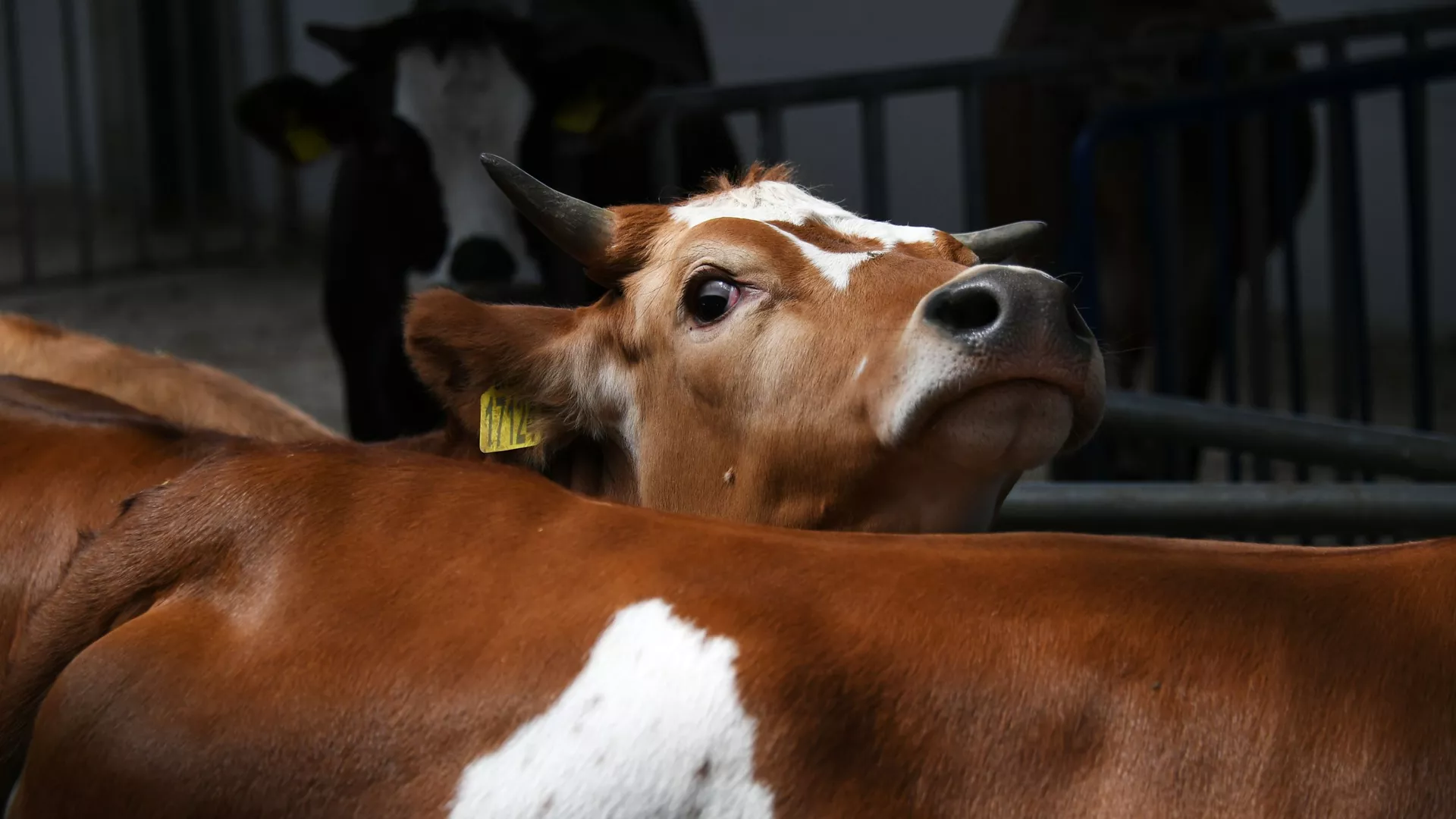 Шығыс Қазақстанда мал қырылды