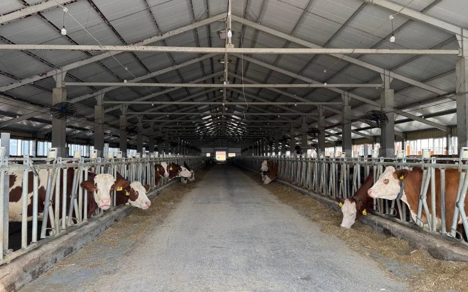 Павлодарда сүт өндірісінің көлемі 31,5 мың тоннаға артты