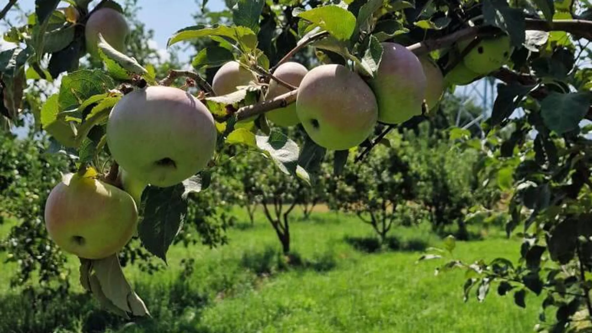 Биыл күзде Алматыда 10 гектар апорт көшеті отырғызылады