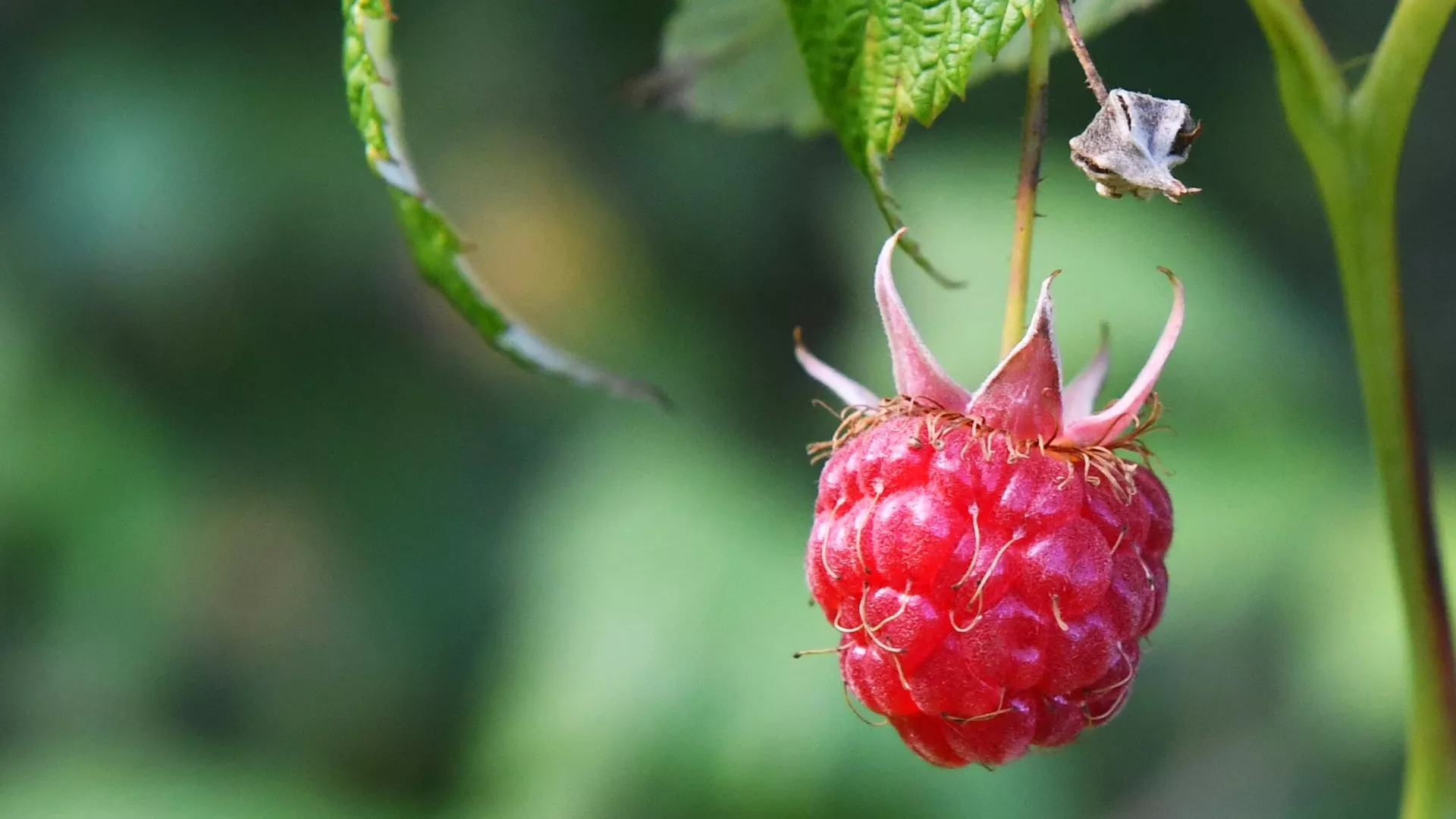 Ресейлік жабайы жидектерге Қазақстан мен Қытайдың сұранысы жоғары