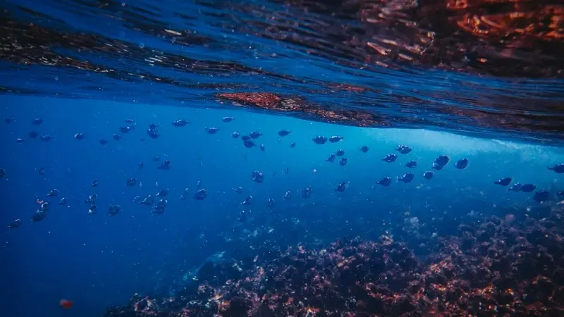 Тынық мұхитының 40 жылдық құпиясы ашылды