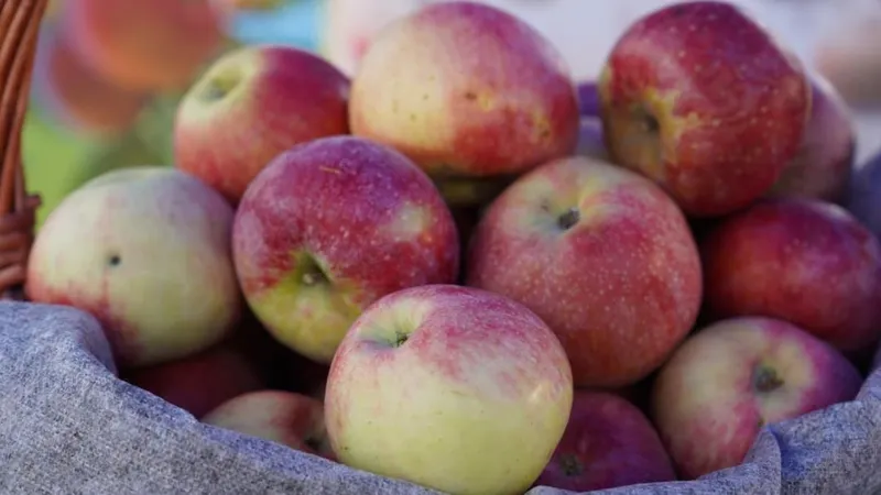Қазақстанда қанша алма бағы бар - АШМ