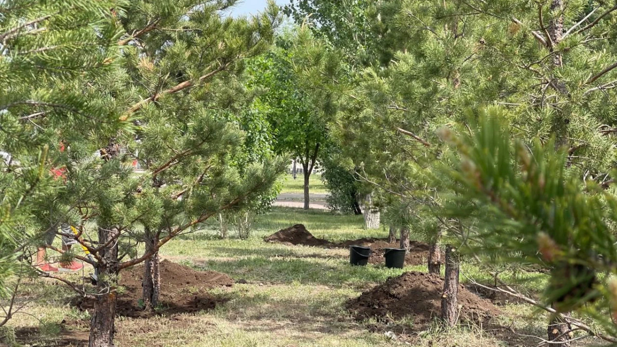 “Алматыда 10 мыңнан астам ағашты кесіп тастамақ”: қала әкімдігі пікір білдірді