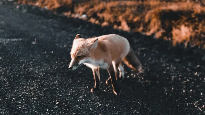 Еліміздің солтүстік өңірінде түлкілердің адамдарға шабуылдау фактісі тіркелді