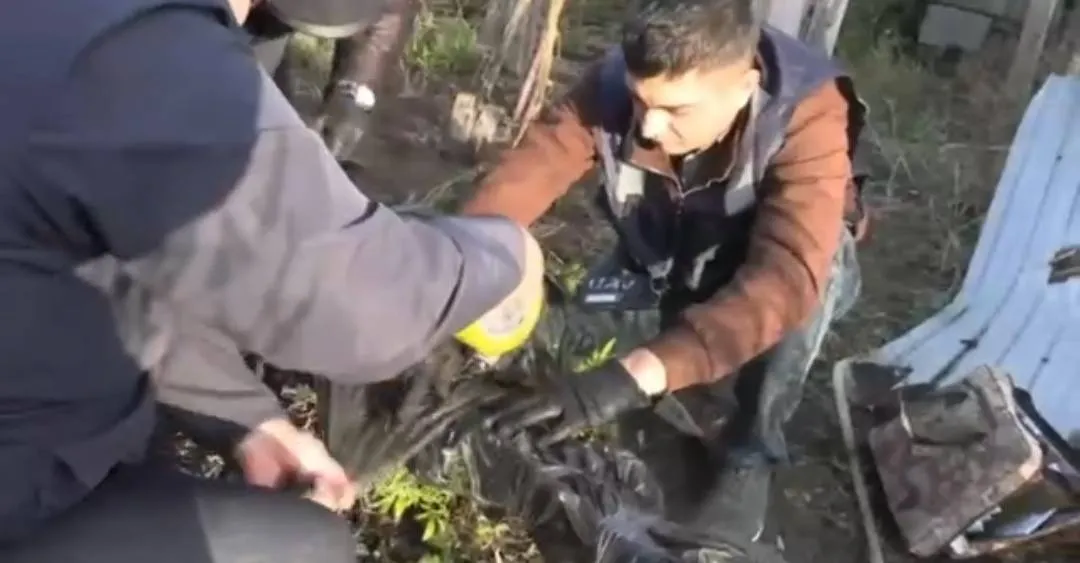 БҚО-да тыйым салынған өсімдіктерді өсіретін жасырын зертхана анықталды