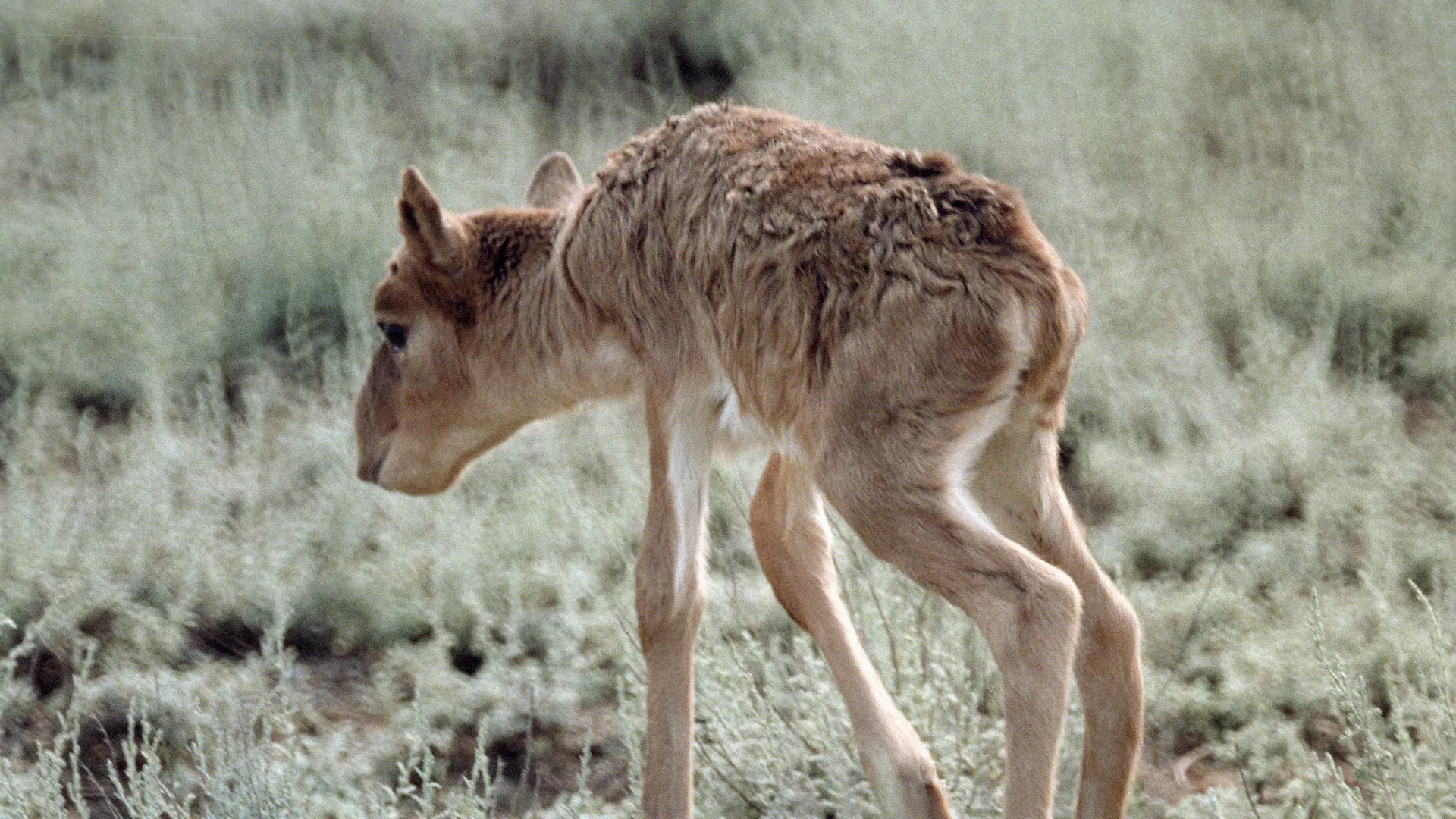 Қазақстанда киік саны келесі жылы 5 миллионға жетеді