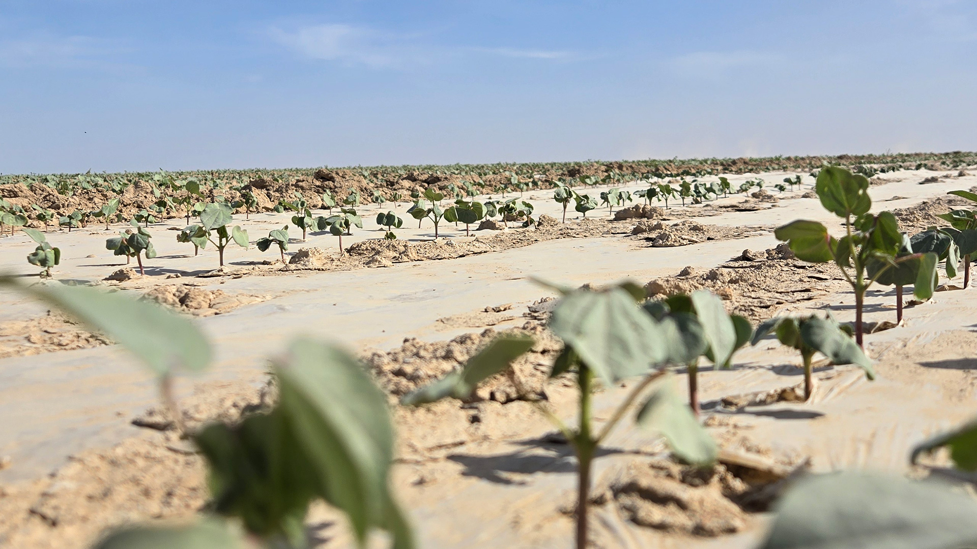 Толық циклді жоба: Түркістан облысында мақта өсіруден бастап киім дайындауға дейінгі ауқымды кластер құрылады