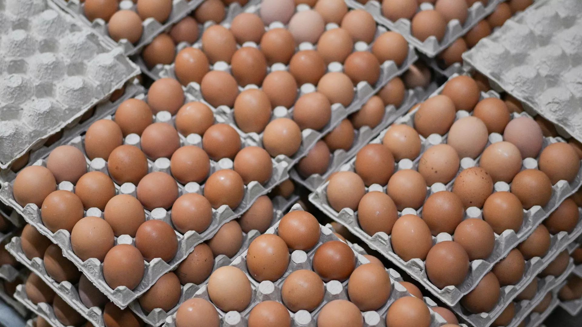 Қазақстан жұмыртқаны елге алып кіруге салынған тыйым мерзімін бір айға ұзартты