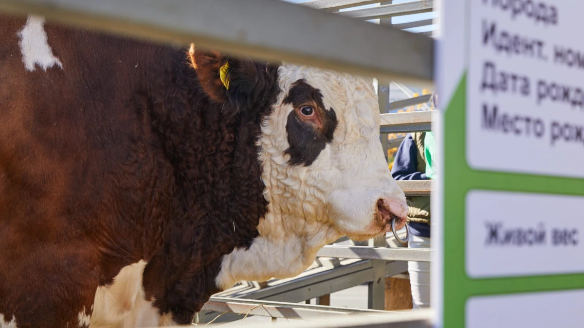 Қазақстан мал өнімдерін 42 елге экспорттай алады – АШМ