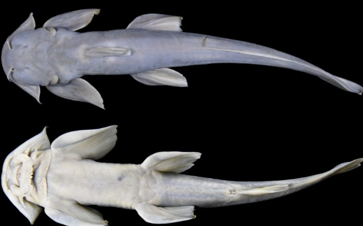 Қытайдың Тибет аймағында балықтың жаңа түрі табылды