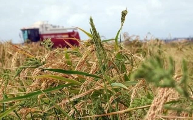 Қызылордада күріш көлемі тағы қысқара ма