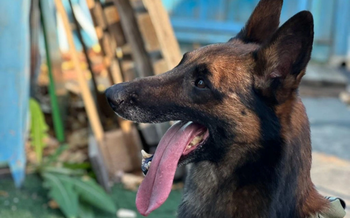 Павлодарда иісшіл иттердің көмегімен 200-ден астам қылмыс ашылған