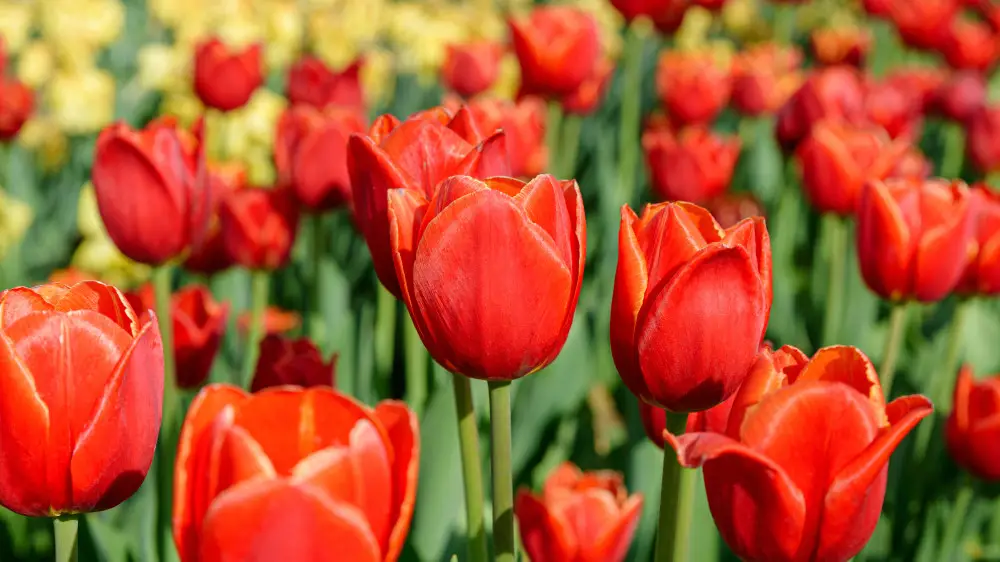 Наурызда қазақстандықтар қанша күн демалады?