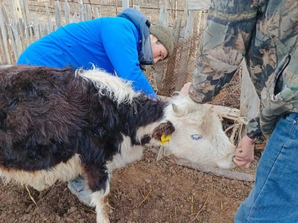 Қызылордада бруцеллез жұқтырған 70-тен астам мал сойылды