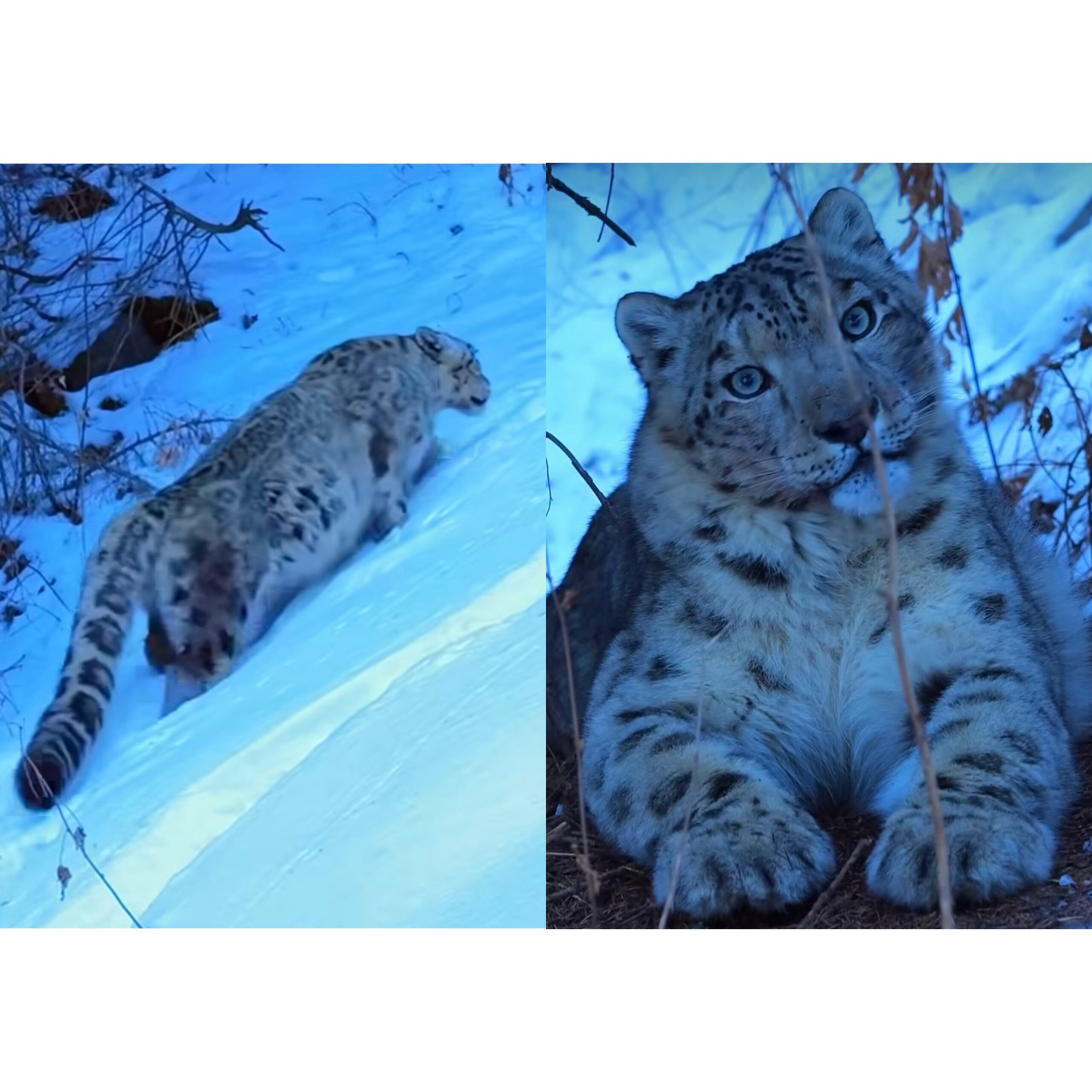 Алматы тауларында видеограф қар барысын видеоға түсіріп алды