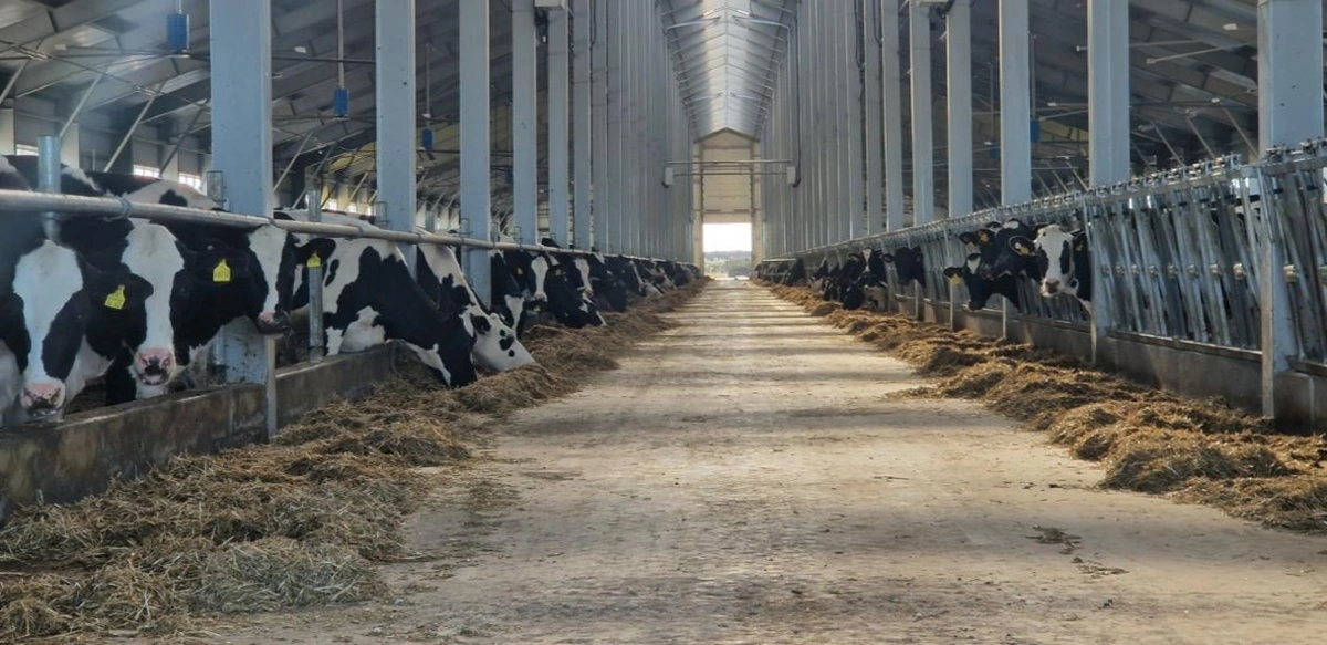 Мал шаруашылығын 6% мөлшерлемемен жеңілдетілген несиелеу іске қосылды