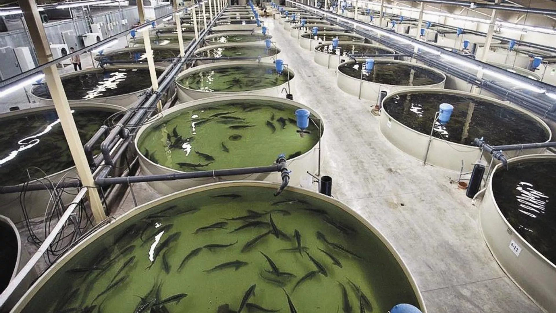 Атырау облысында жылына 130 тонна балық өндіретін кешен іске қосылды