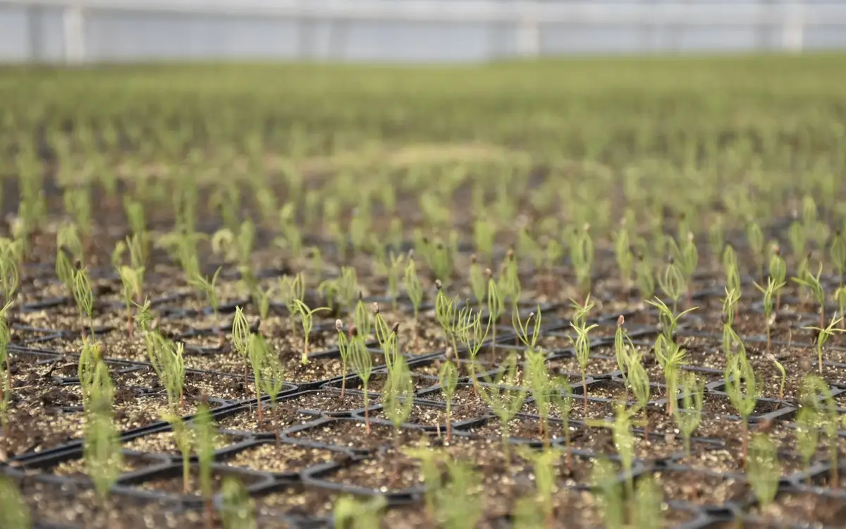 1 млн гектардан астам жерге 1,6 млрд көшет отырғызылды