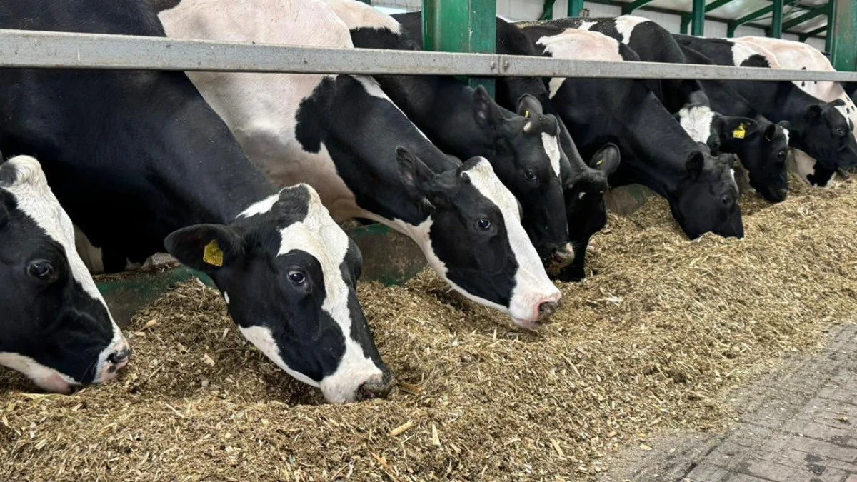 Көрші елде аусылдан мал жаппай қырылып жатыр. Індет Қазақстанға жетті ме?  