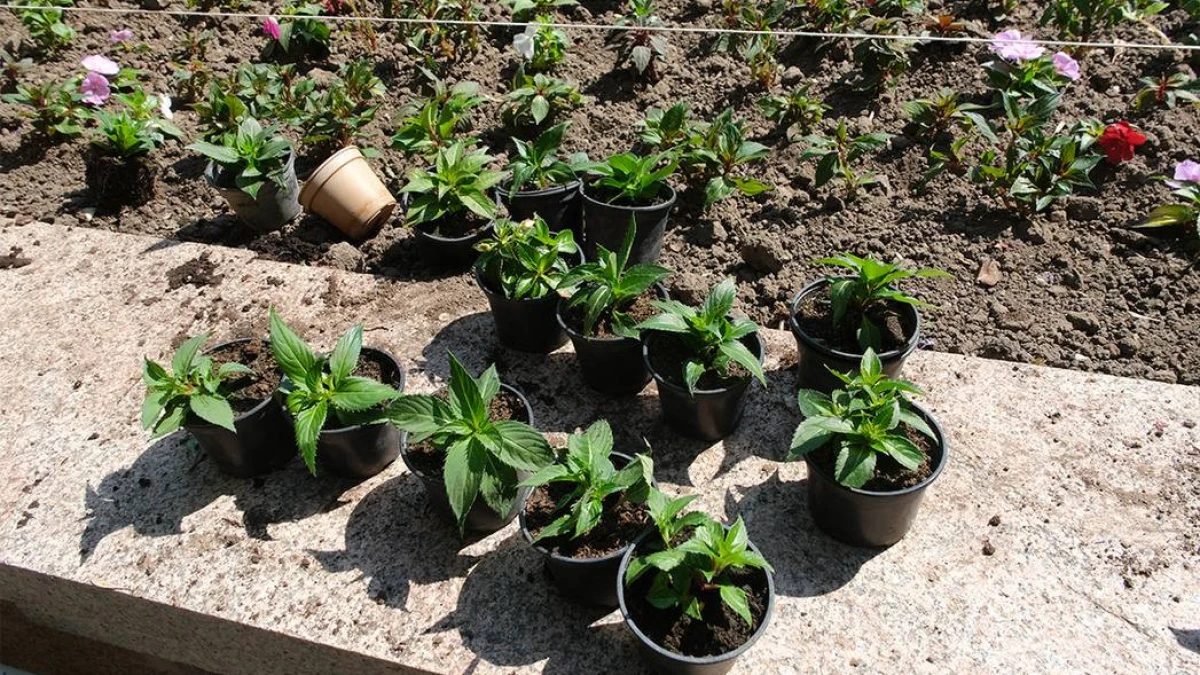 Алматыда көшет өсіретін тәлімбақ салынады 