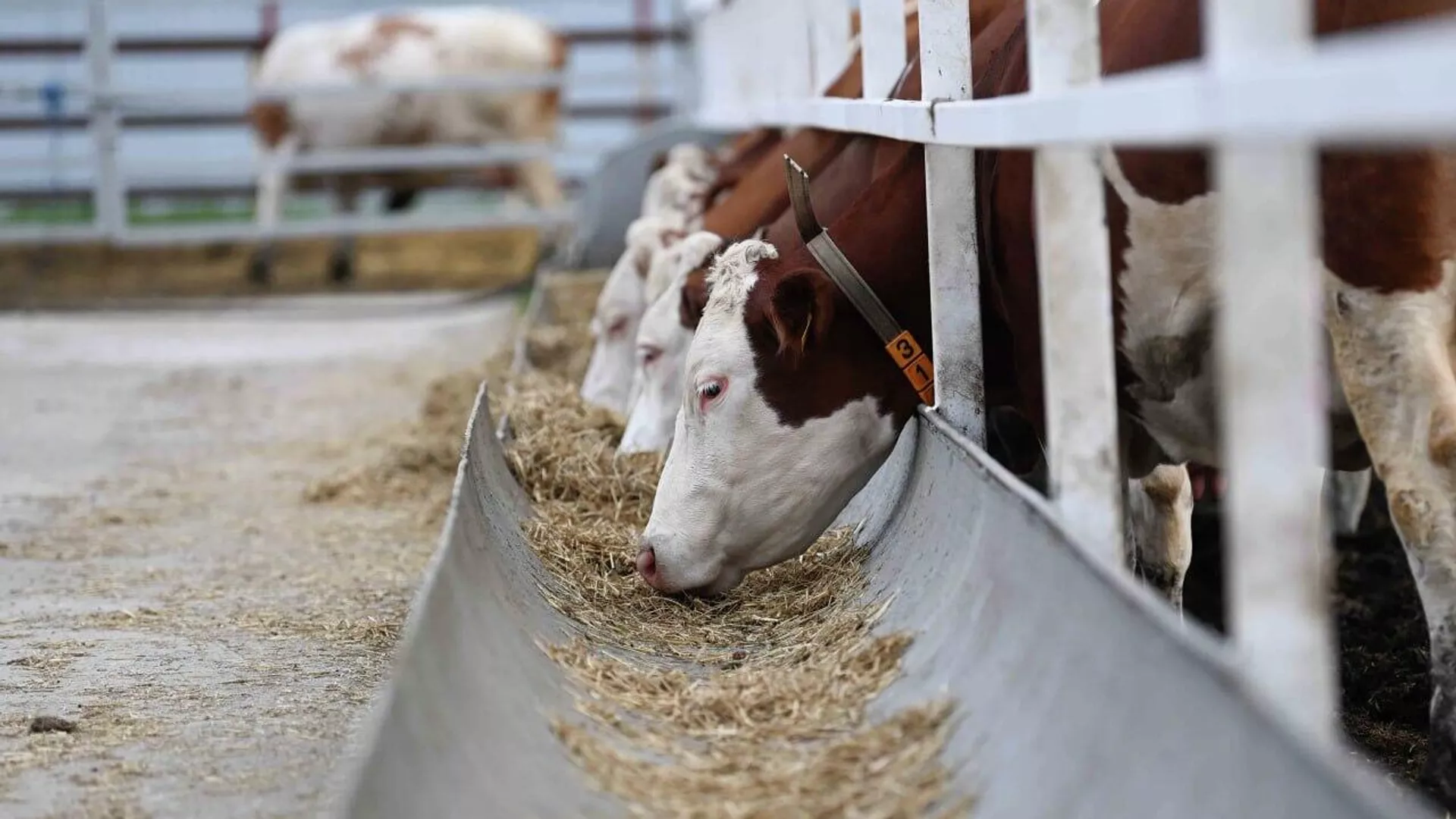 ЕАЭО сүтті ірі қара малдың құндылығын жаңаша анықтайды