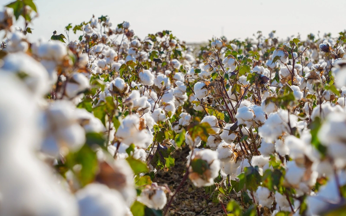 Түркістанда мақта өткізген 100-ден аса шаруа ақысын уақтылы ала алмаған