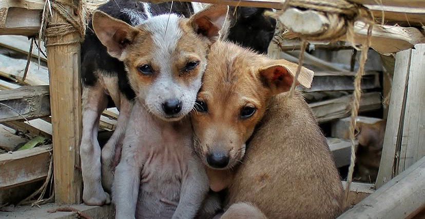 "Петиция, пікірталас және билік ұстанымы": Жануарларға қатысты резонанс тудырған заңға Президент араласты