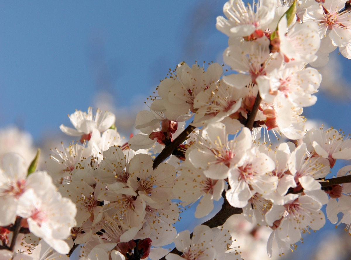 Жаңбыр, бұршақ, найзағай: 5 сәуірге арналған ауа райы болжамы