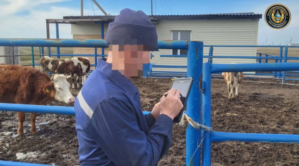 Павлодар облысында мал жаюға бақылау күшейтілді