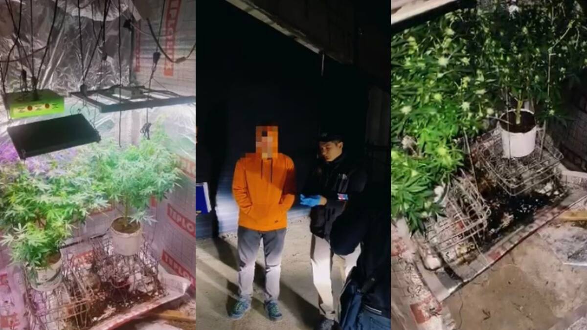 Шымкент тұрғыны үйінің жертөлесінде марихуана өсірген