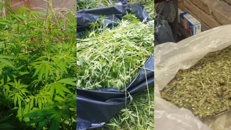 Жамбыл облысында 376 тонна жабайы қарасора жойылды