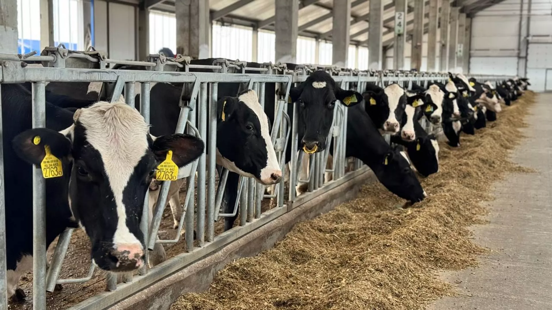 Қазақстанда 38,7 млн тоннадан астам мал азығы дайындалды