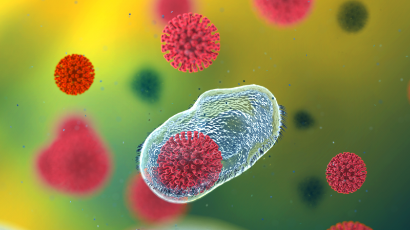 Адам организмінде антидене бір ай ғана сақталады - зерттеу